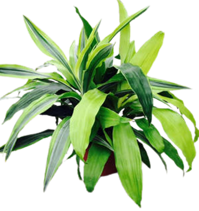 8" Dracaena Triple Combo